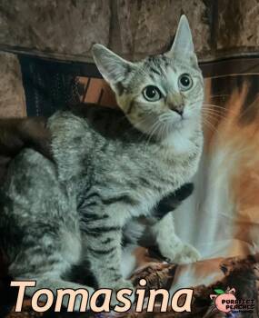 Rescue Domestic Medium Hair Cats for Adoption in Douglasville, Georgia - Tomasina | PetCurious