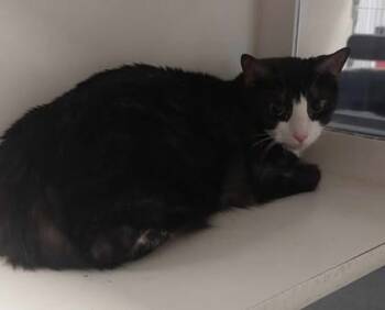 Rescue Domestic Short Hair Cats for Adoption in Atlanta, Georgia - Debbie | PetCurious