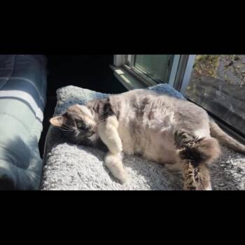 Norwegian Forest Cat and Maine Coon Cats Available for Adoption - Ana | PetCurious