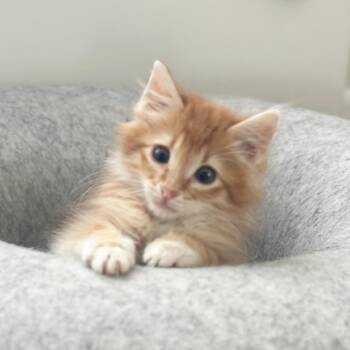 Mango -  Domestic Short Hair Cat for Adoption in Lewisville, Texas - Mango | PetCurious