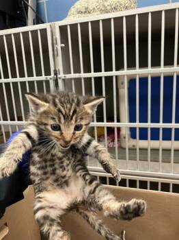 Domestic Short Hair Cats Available for Adoption in Dallas, Texas - STARFIRE | PetCurious