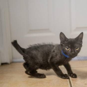 Shadow -  Domestic Short Hair Cat for Adoption in Pawling, New York - Shadow | PetCurious