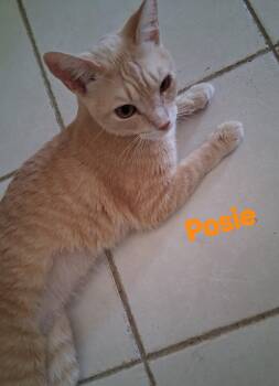 Posie -  Domestic Short Hair Cat for Adoption in Longwood, Florida - Posie | PetCurious
