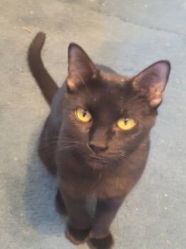 Rescue Domestic Short Hair Cats for Adoption in Dallas, Texas - Mom Jeans 2208 | PetCurious