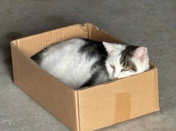 Rescue American Shorthair Cats for Adoption - Esme & Mousy | PetCurious