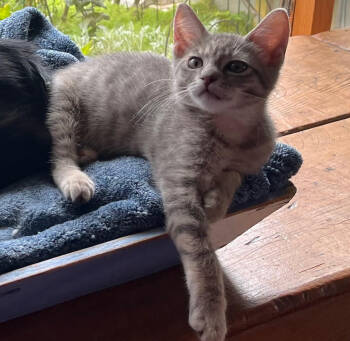 Rescue Domestic Short Hair Cats for Adoption in Pittsboro, North Carolina - Camille Claudel | PetCurious