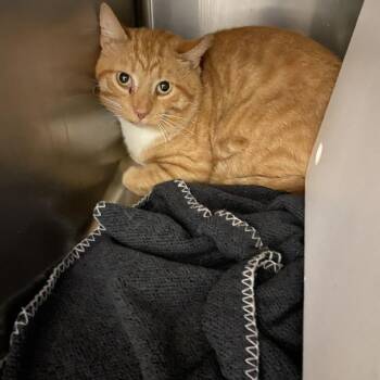Simba -  Domestic Short Hair Cat for Adoption in Spruce Pine, North Carolina - Simba | PetCurious