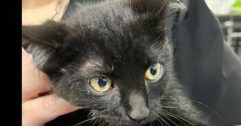 Kennedy -  Domestic Short Hair Cat for Adoption in Dayton, Minnesota - Kennedy | PetCurious
