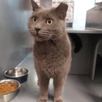 Domestic Short Hair Cats Available for Adoption - Delia | PetCurious