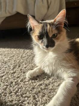 Beans -  Domestic Medium Hair Cat for Adoption in Aurora, Colorado - Beans | PetCurious