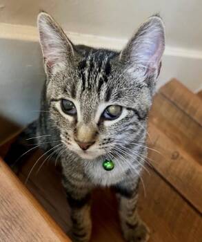Lily -  American Shorthair Cat for Adoption in Houston, Texas - Lily | PetCurious