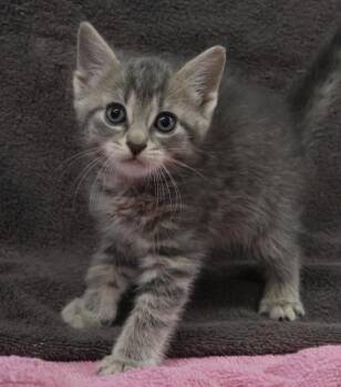 Domestic Short Hair Cats Available for Adoption in Thief River Falls, Minnesota - Peter | PetCurious