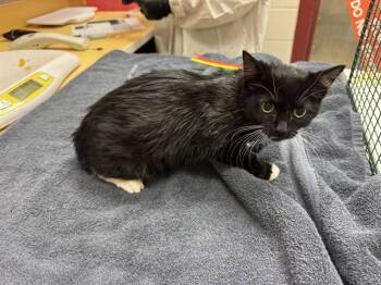 LOTTIE -  Domestic Long Hair Cat for Adoption in Colorado Springs, Colorado - LOTTIE | PetCurious