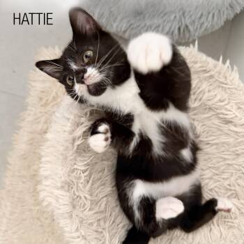 Hattie -  Domestic Short Hair Cat for Adoption in Burnaby, British Columbia - Hattie | PetCurious