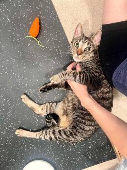 Aiden -  Domestic Short Hair Cat for Adoption in Tucson, Arizona - Aiden | PetCurious