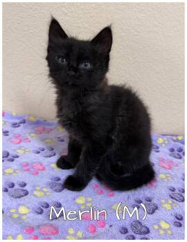 Domestic Short Hair Cats Available for Adoption in Orange, California - Merlin | PetCurious
