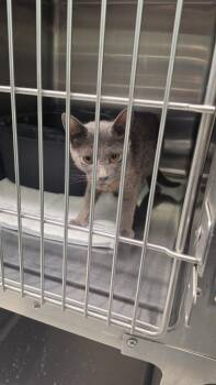 Oceane -  Abyssinian Cat for Adoption in Athens, Tennessee - Oceane | PetCurious