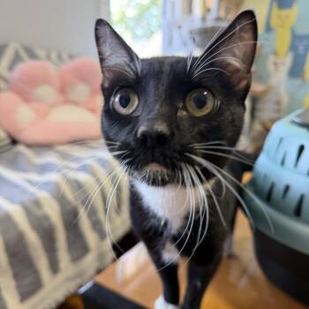 Ping -  Domestic Short Hair Cat for Adoption in Roanoke, Virginia - Ping | PetCurious