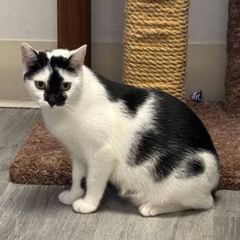 Rescue Domestic Short Hair Cats for Adoption in West Orange, New Jersey - Pearl | PetCurious