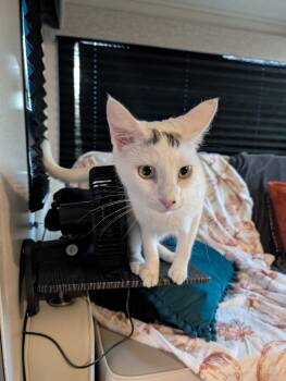 Rescue Domestic Short Hair Cats for Adoption in Cleburne, Texas - Kendall | PetCurious