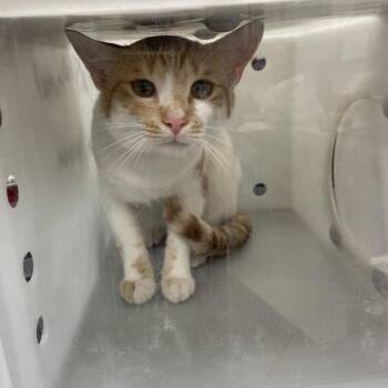 10/23/2026-Stray-PineNeedleDrive -  Domestic Short Hair Cat for Adoption in Columbus, Georgia - 10/23/2026-Stray-PineNeedleDrive | PetCurious