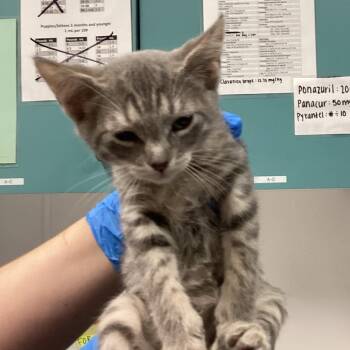 Belleair -  Domestic Short Hair Cat for Adoption in Tampa, Florida - Belleair | PetCurious