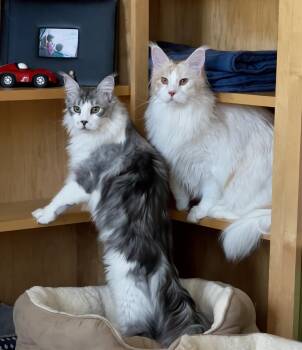 Maine Coon Cats Available for Adoption in Valparaiso, Indiana - Howard & Minnie | PetCurious