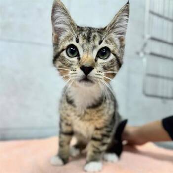 Domestic Short Hair Cats Available for Adoption - Kix | PetCurious