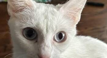 Rescue Domestic Short Hair Cats for Adoption in Houston, Texas - Meowdonna | PetCurious