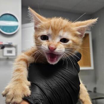 Sora -  Domestic Short Hair Cat for Adoption in Greenville, South Carolina - Sora | PetCurious