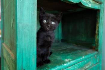 Ruffles -  Domestic Short Hair Cat for Adoption in San Antonio, Texas - Ruffles | PetCurious
