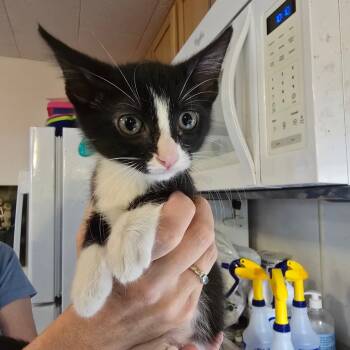 Rescue Domestic Short Hair Cats for Adoption in Hanna City, Illinois - Gracie | PetCurious