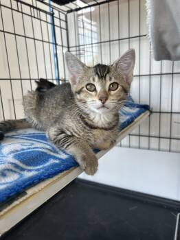 Cassidy -  Domestic Short Hair Cat for Adoption in Darien, Connecticut - Cassidy | PetCurious