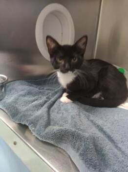Byrne -  Domestic Short Hair Cat for Adoption in Richmond, Virginia - Byrne | PetCurious