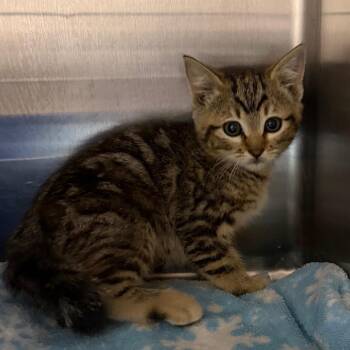 Tora -  Domestic Short Hair Cat for Adoption in Cody, Wyoming - Tora | PetCurious
