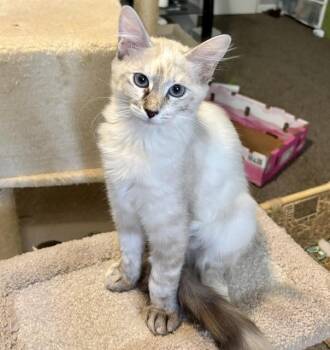 Mallow -  Siamese Cat for Adoption in Burnaby, British Columbia - Mallow | PetCurious