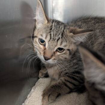 Marnie -  Domestic Short Hair Cat for Adoption in Titusville, Florida - Marnie | PetCurious