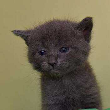 Rachel Carson -  Domestic Short Hair Cat for Adoption in Portland, Oregon - Rachel Carson | PetCurious