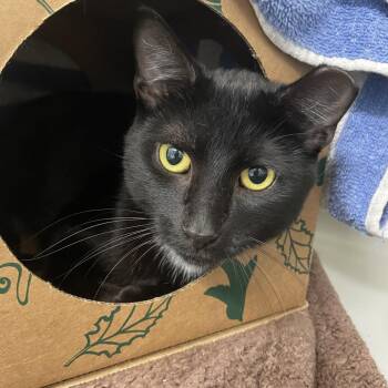 Topaz -  Domestic Short Hair Cat for Adoption in Saint Charles, Missouri - Topaz | PetCurious