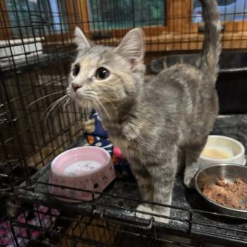 Domestic Short Hair Cats Available for Adoption in Merrifield, Virginia - Cher Nelson | PetCurious