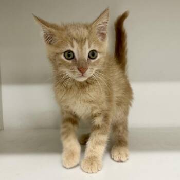 Ray Ray -  Domestic Short Hair Cat for Adoption in Saint Joseph, Missouri - Ray Ray | PetCurious