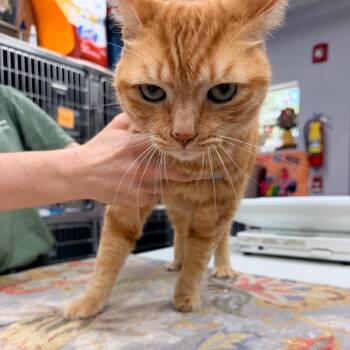 Tiger -  Domestic Short Hair and Mixed Breed Cat for Adoption in Port Charlotte, Florida - Tiger | PetCurious