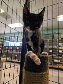Doc -  Domestic Short Hair Cat for Adoption in Fort Mill, South Carolina - Doc | PetCurious