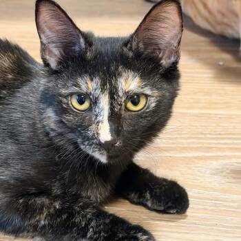 Tostitos -  Domestic Short Hair Cat for Adoption in Gladstone, Oregon - Tostitos | PetCurious