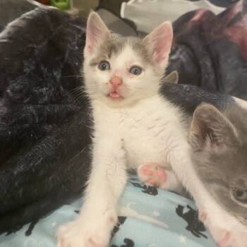 Rescue Domestic Short Hair Cats for Adoption in Union, Missouri - Ghost | PetCurious