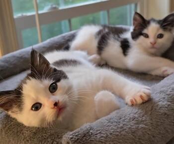 Rescue American Shorthair Cats for Adoption in Atglen, Pennsylvania - TweedleDee (w/TweedleDum) | PetCurious