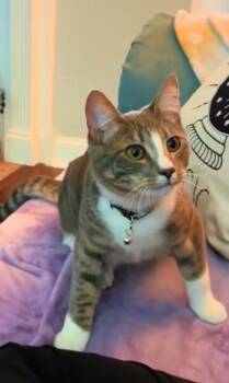 GP - Stolas -  Domestic Short Hair Cat for Adoption in Newnan, Georgia - GP - Stolas | PetCurious
