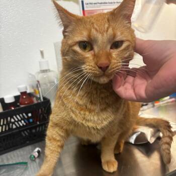 Winnie -  Domestic Short Hair Cat for Adoption in Tulsa, Oklahoma - Winnie | PetCurious