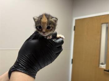 LADY -  Domestic Short Hair Cat for Adoption in Rowlett, Texas - LADY | PetCurious