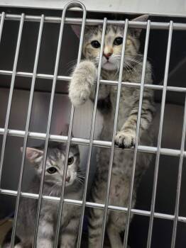 Domestic Short Hair Cats Available for Adoption - Sizzle (Bonded W/Spark) | PetCurious